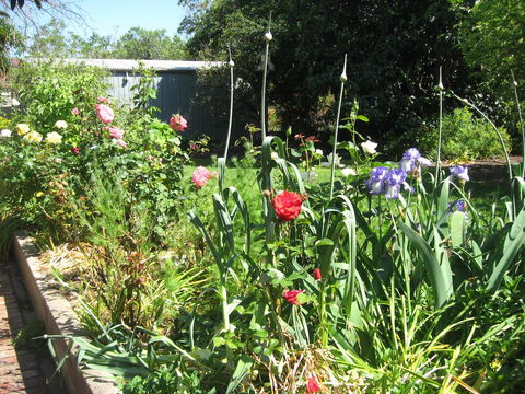 Goat Square Cottages - Accommodation Redcliffe 2