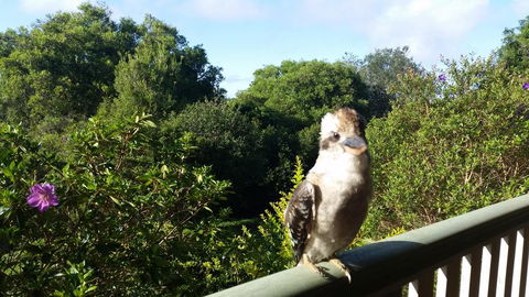 Gumtree House Montville - Accommodation Redcliffe 3