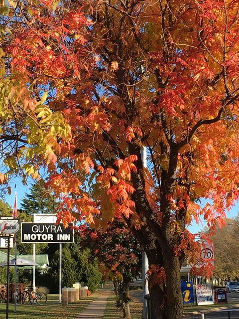 Guyra Motor Inn - Accommodation Redcliffe 3