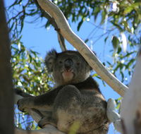 Levi Park Caravan Park - Accommodation Redcliffe