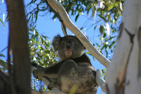 Levi Park Caravan Park - Accommodation Redcliffe 0