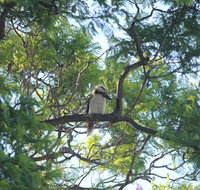 Jacaranda Hideaway Bed  Breakfast - Accommodation Redcliffe