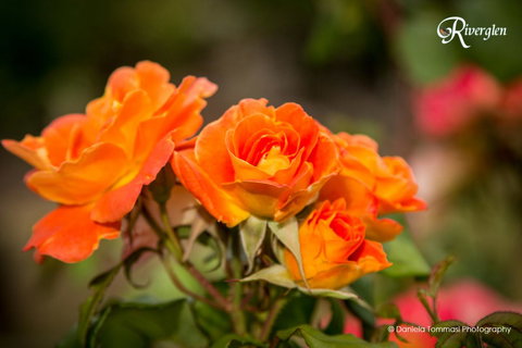 Riverglen Chalets - Accommodation Redcliffe 39