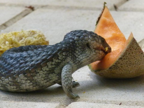 Seatrees Accommodation - Accommodation Redcliffe 36