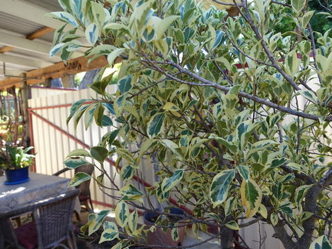 The Blacksmiths Cottage - Accommodation Redcliffe 21