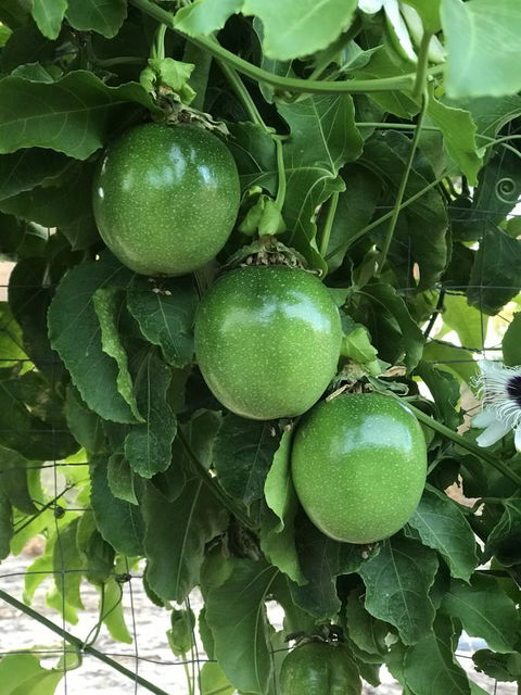 Cockburn Retreat Home æŸæ–¯æ‚ é–’æ°‘å®¿ - Accommodation Redcliffe 23