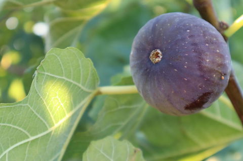 Cockburn Retreat Home æŸæ–¯æ‚ é–’æ°‘å®¿ - Accommodation Redcliffe 25