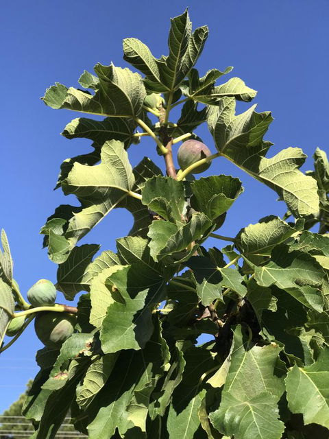 Cockburn Retreat Home æŸæ–¯æ‚ é–’æ°‘å®¿ - Accommodation Redcliffe 24