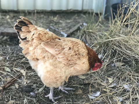 Cockburn Retreat Home æŸæ–¯æ‚ é–’æ°‘å®¿ - Accommodation Redcliffe 30