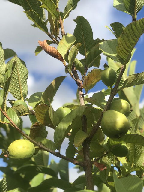 Cockburn Retreat Home æŸæ–¯æ‚ é–’æ°‘å®¿ - Accommodation Redcliffe 22