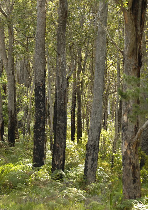 Margarets Forest - Accommodation Redcliffe 36