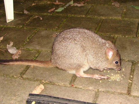 Yelverton Brook Conservation Sanctuary - Accommodation Redcliffe 37