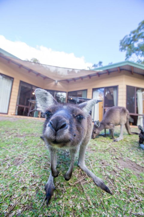 Yelverton Brook Conservation Sanctuary - Accommodation Redcliffe 17
