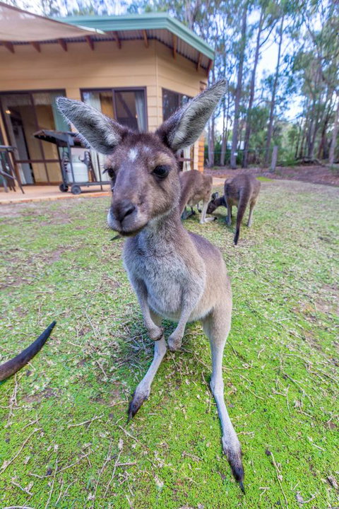 Yelverton Brook Conservation Sanctuary - Accommodation Redcliffe 0