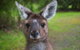 Yelverton Brook Conservation Sanctuary - thumb 25