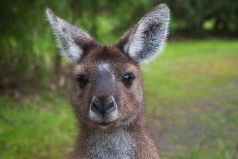Yelverton Brook Conservation Sanctuary - Accommodation Redcliffe 25