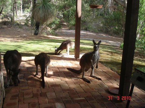 Yelverton Brook Conservation Sanctuary - Accommodation Redcliffe 22