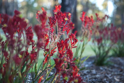 Amaroo Retreat & Spa - Accommodation Redcliffe 16