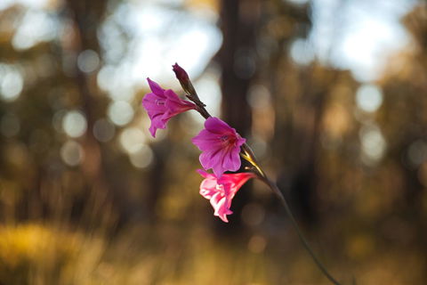 Amaroo Retreat & Spa - Accommodation Redcliffe 14