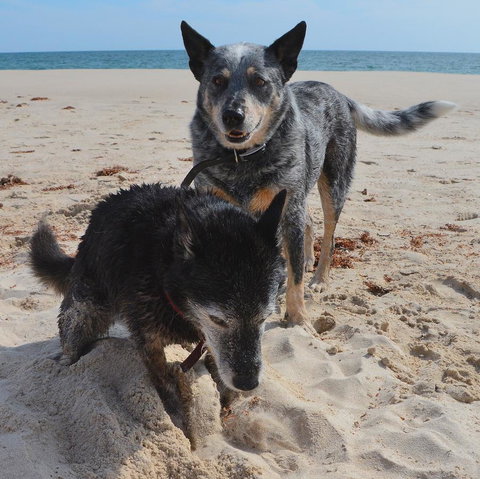 Peppy Beach Ocean Views - Accommodation Redcliffe 10