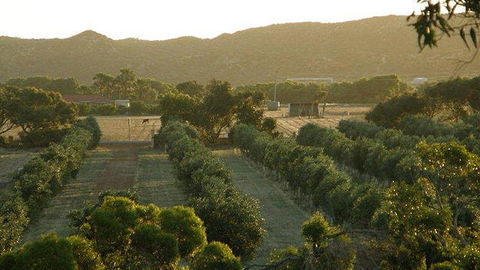 Bentwood Olive Grove Accommodation - Accommodation Redcliffe 20
