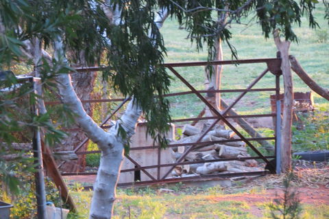 Bentwood Olive Grove Accommodation - Accommodation Redcliffe 25