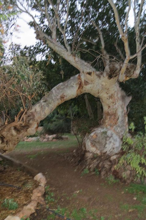 Bentwood Olive Grove Accommodation - Accommodation Redcliffe 22