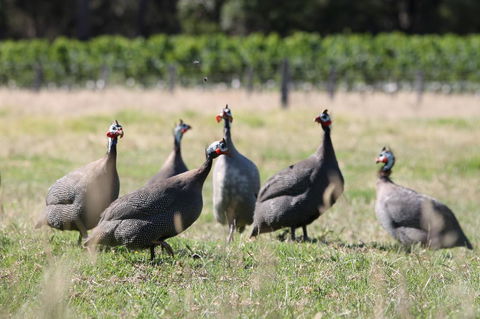 Windfall Estate Vineyard Cottage - Accommodation Redcliffe 27