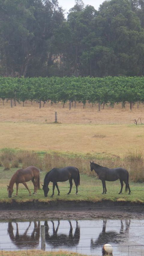 Windfall Estate Vineyard Cottage - Accommodation Redcliffe 26