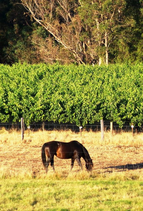 Windfall Estate Vineyard Cottage - Accommodation Redcliffe 18