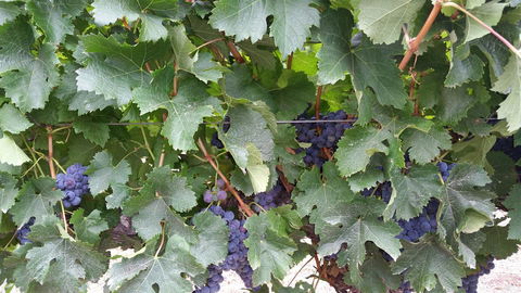 Windfall Estate Vineyard Cottage - Accommodation Redcliffe 29