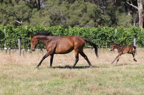 Windfall Estate Vineyard Cottage - Accommodation Redcliffe 17