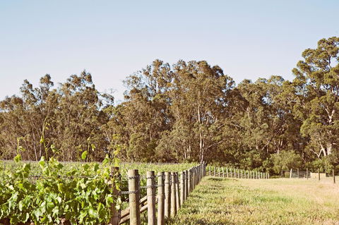 Windfall Estate Vineyard Cottage - Accommodation Redcliffe 23