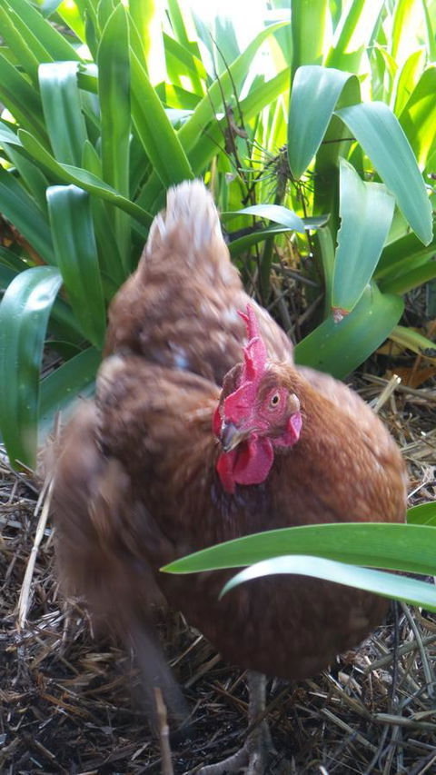 Windfall Estate Vineyard Cottage - Accommodation Redcliffe 30