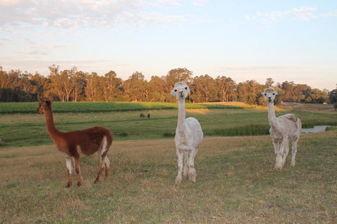 Windfall Estate Vineyard Cottage - Accommodation Redcliffe 21