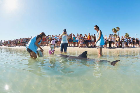 RAC Monkey Mia Dolphin Resort - Accommodation Redcliffe 2