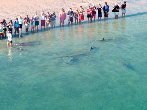 RAC Monkey Mia Dolphin Resort - Accommodation Redcliffe 4