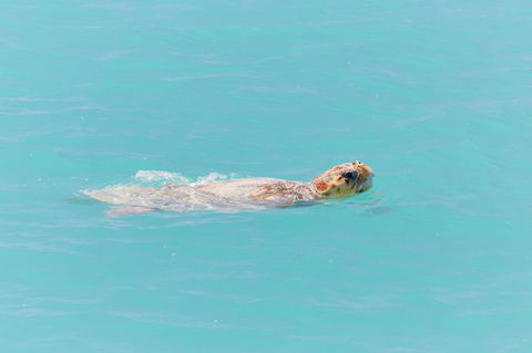 RAC Monkey Mia Dolphin Resort - Accommodation Redcliffe 20
