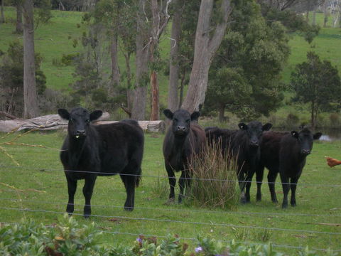 Platypus Park Country Retreat - Accommodation Redcliffe 25