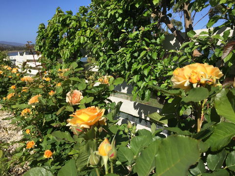 Garden By The Beach - Gateway To The East Coast, Close To Airport - Accommodation Redcliffe 25