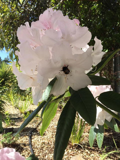 Garden By The Beach - Gateway To The East Coast, Close To Airport - Accommodation Redcliffe 14