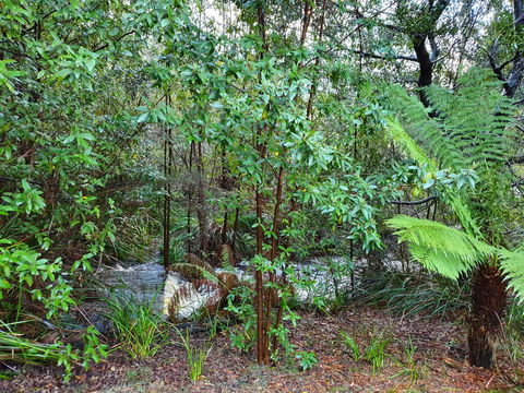 Roland B&B - Accommodation Redcliffe 12