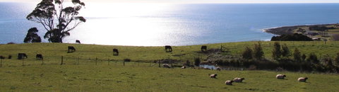 Penguin Seaside Farm - Accommodation Redcliffe 2