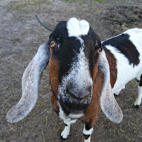 Glengarry Farm Stay BnB - Accommodation Redcliffe 14