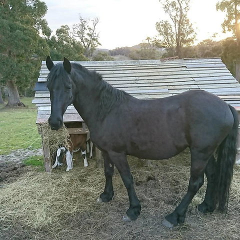 Glengarry Farm Stay BnB - Accommodation Redcliffe 12