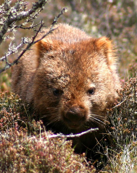 Cradle Mountain Love Shack - Accommodation Redcliffe 24