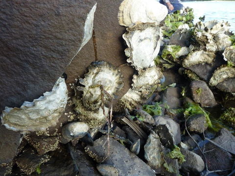 Oyster Shack - Accommodation Redcliffe 3