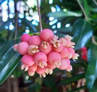 Paradise Travellers Rest - Accommodation Redcliffe