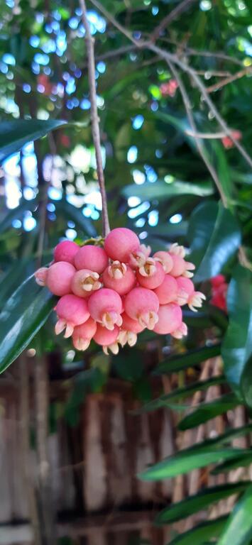 Paradise Travellers Rest - Accommodation Redcliffe 0