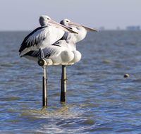 Pelican Perch Retreat - Accommodation Redcliffe
